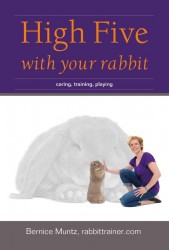 High five with your rabbit • High five with your rabbit