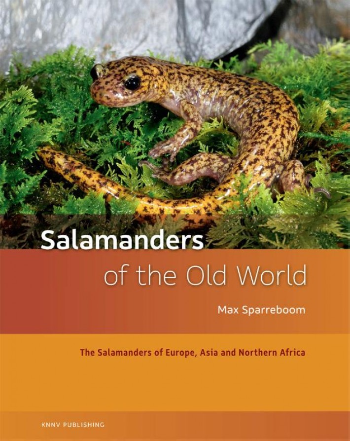 Salamanders of the old world
