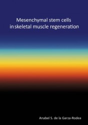 Mesenchymal stem cells in skeletal muscle regeneration