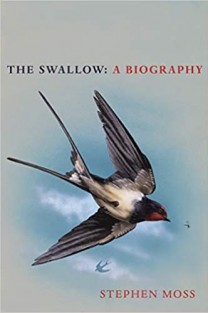 The Swallow