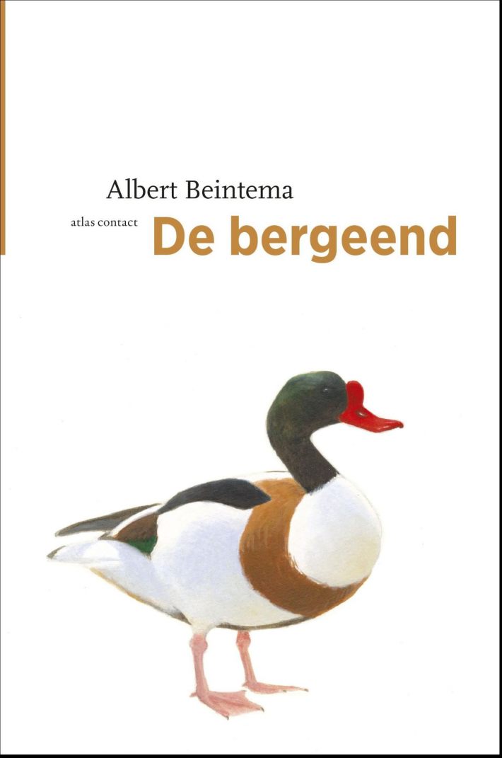 De bergeend De bergeend