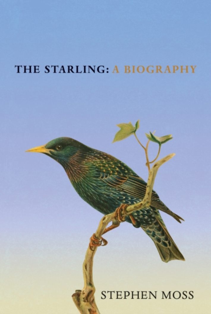 The Starling