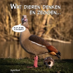 Wat dieren denken en zeggen • Wat dieren denken en zeggen