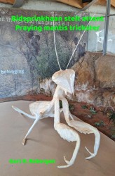 Bidsprinkhaan stelt attent - Praying mantis trickster