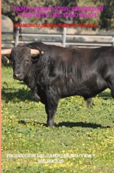 CAMPO BRAVO:VIDA, SELEECION Y ESPIRITU DEL TORO BRAVO CAMPO BRAVO:VIDA, SELEECION Y ESPIRITU DEL TORO BRAVO