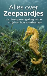 Alles over Zeepaardjes