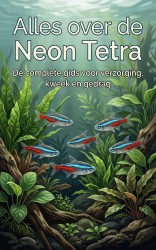 Alles over de Neon Tetra