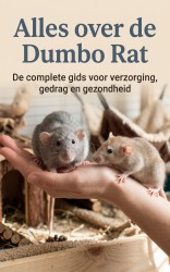 Alles over de Dumbo Rat