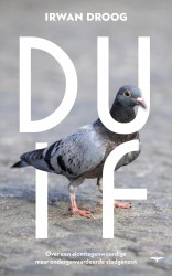 Duif Duif