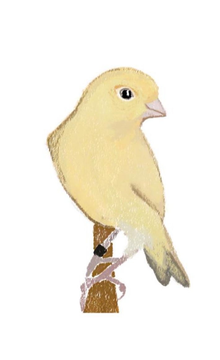 Canary Canary