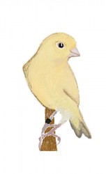 Canary Canary