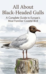 All About Black-Headed Gulls