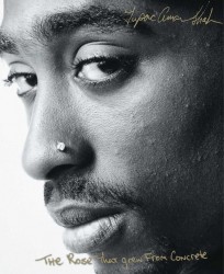 The Rose That Grew From Concrete The Rose That Grew From Concrete