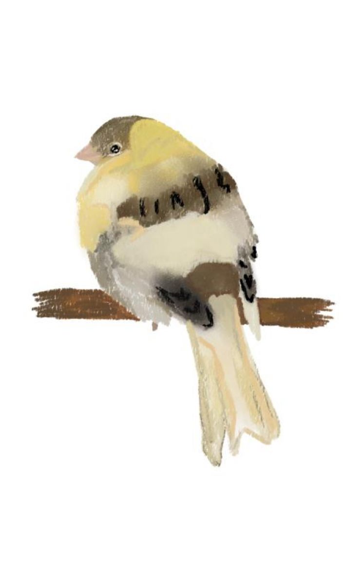 Canary Canary