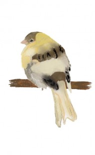 Canary Canary