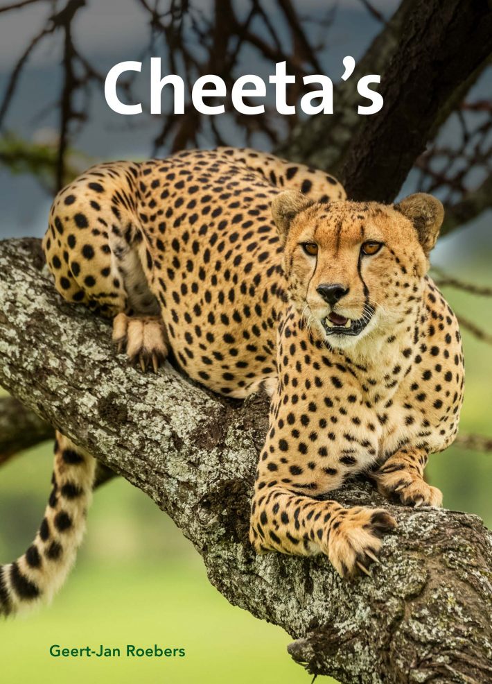 Cheeta's Cheeta's