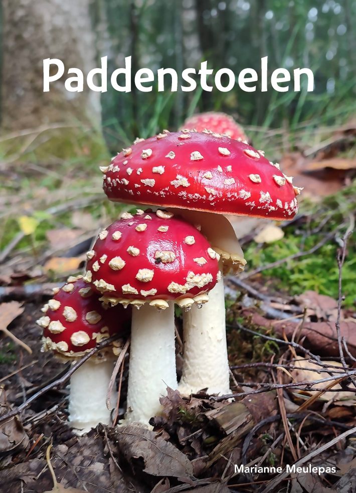 Paddenstoelen Paddenstoelen