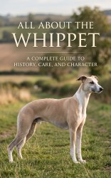 All About the Whippet