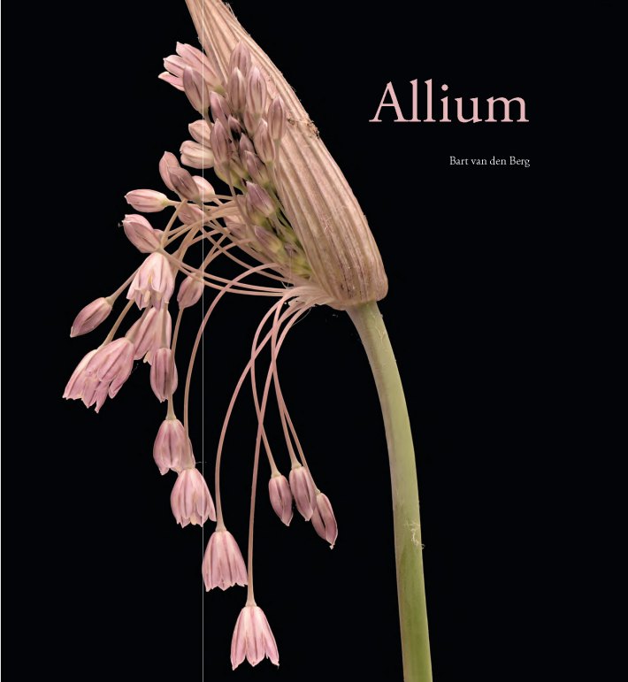 Allium Allium