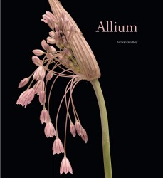 Allium Allium